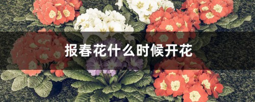 报春花什么时候开花