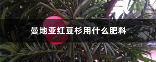 曼地亚红豆杉用什么肥料