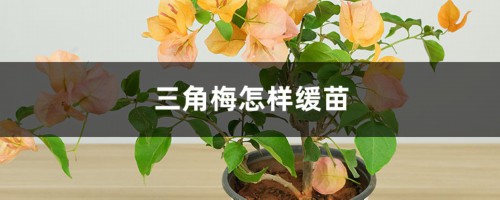 三角梅怎样缓苗