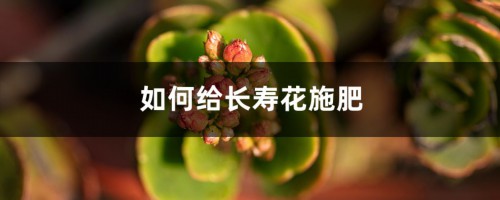 长寿花施肥方法，用什么肥好