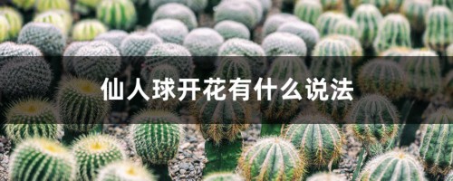 仙人球开花有什么说法