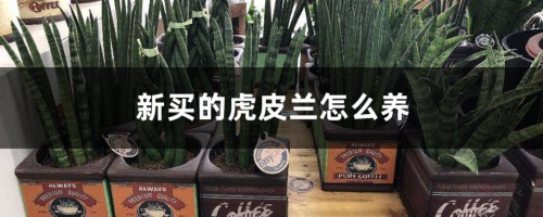 新买的虎皮兰怎么养