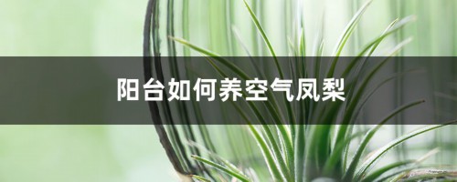 阳台如何养空气凤梨，需要注意什么