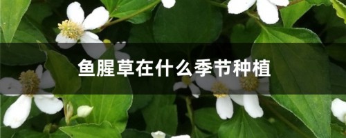 鱼腥草在什么季节种植，怎么种植