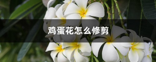 鸡蛋花怎么修剪