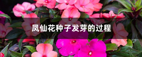 凤仙花种子发芽的过程