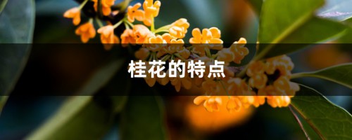 桂花的特点