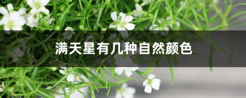 满天星有几种自然颜色，染满天星的染料有毒吗