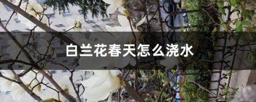 白兰花春天怎么浇水