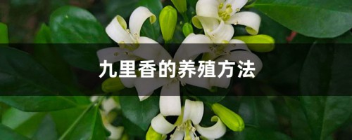 九里香的养殖方法