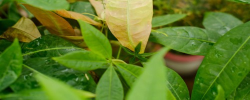 最旺入门玄关植物