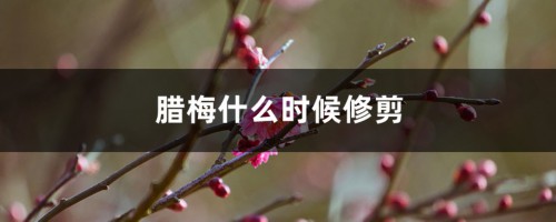 腊梅什么时候修剪