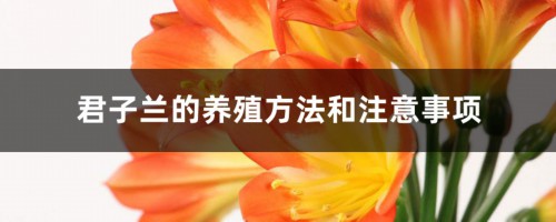 君子兰的养殖方法和注意事项