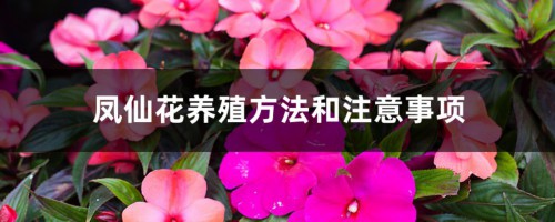 凤仙花养殖方法和注意事项