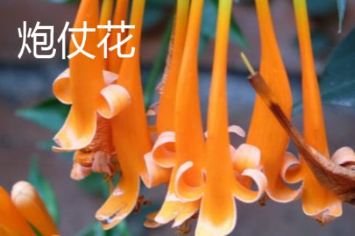 炮仗花