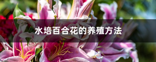 水培百合花的养殖方法