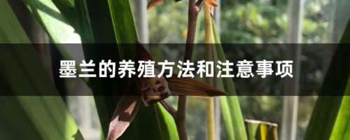 墨兰的养殖方法和注意事项