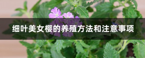 细叶美女樱的养殖方法和注意事项