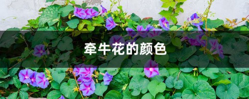 牵牛花的颜色是什么，什么时候开花