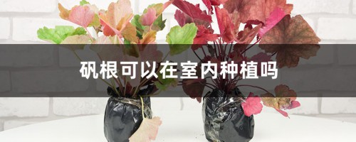 矾根可以在室内种植吗