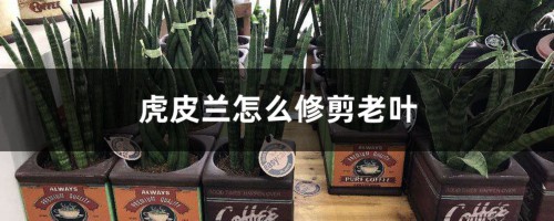 虎皮兰怎么修剪老叶