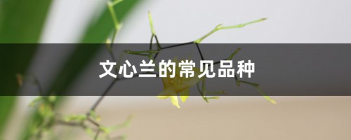 文心兰的常见品种