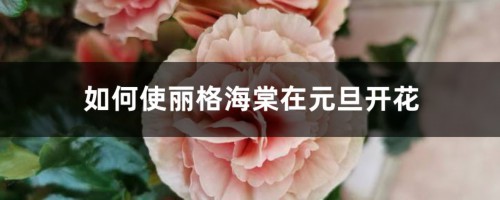 如何使丽格海棠在元旦开花