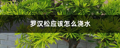 罗汉松应该怎么浇水